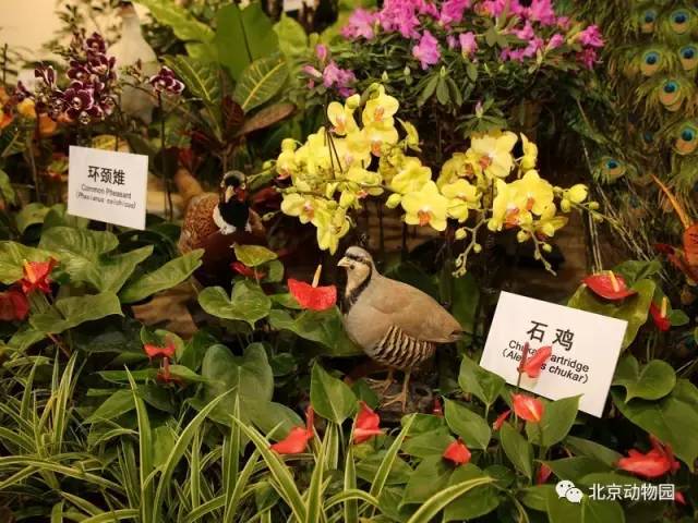 2017北京动物园生肖文化展活动时间门票价格