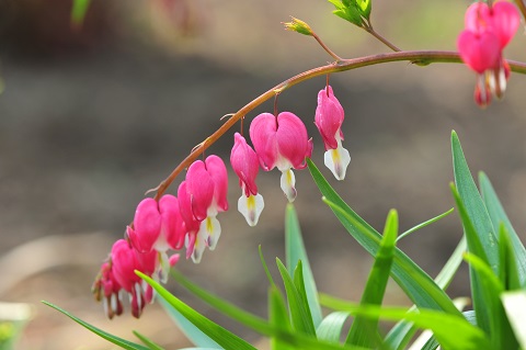 2019北京西山国家森林公园踏青节(时间+花期