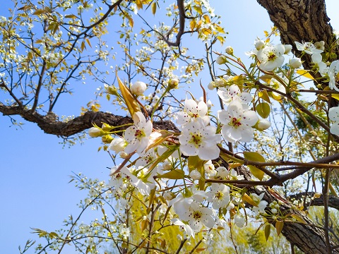 北京房山赏花地图一览