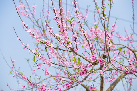 北京平谷八大桃花观赏区（花期+路线）