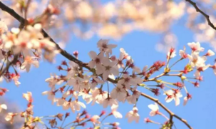 2017长春端午节赏花攻略