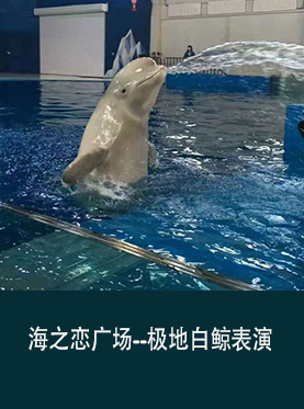 2017长春海之恋广场极地白鲸表演（门票+地