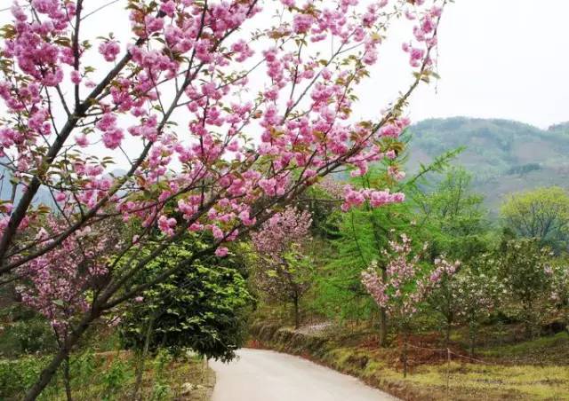 2018年四川赏花时间表 每个月都有赏花好去处