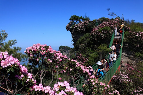 四川十大最美杜鹃花观赏地盘点