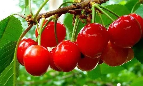 樱桃琥珀哪里可以免费看全集 2018504084824_68853.jpg