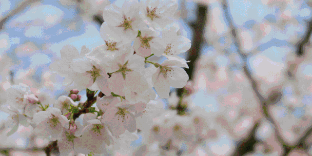 2019年春天成都及周邊27個賞花好去處