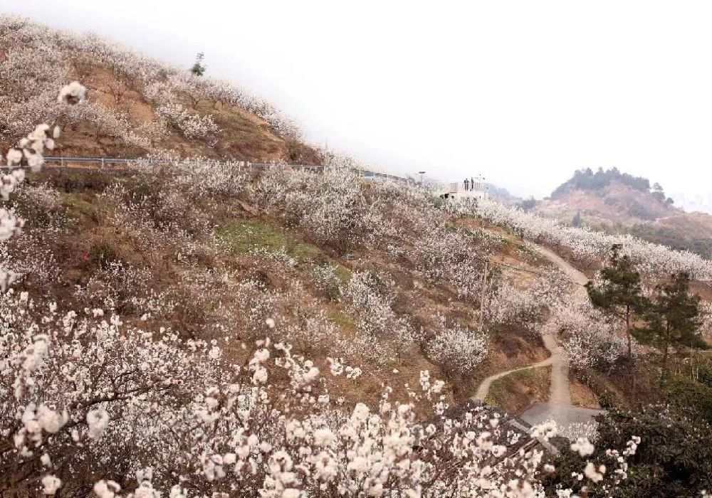 璧山云雾山樱桃花节观赏攻略(花期 路线)