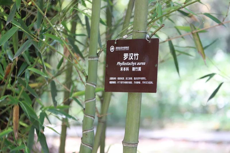 湖南省森林植物园免费开放一天