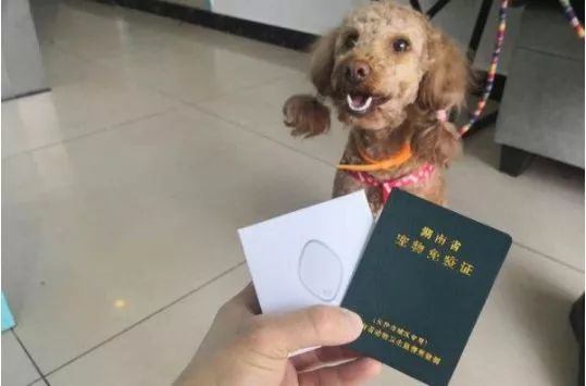 长沙电子犬牌多少钱一个?