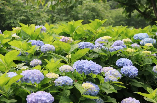 2019湖南省省植物园玫瑰月季绣球花展(时间 门票 平安国际娱乐攻略)