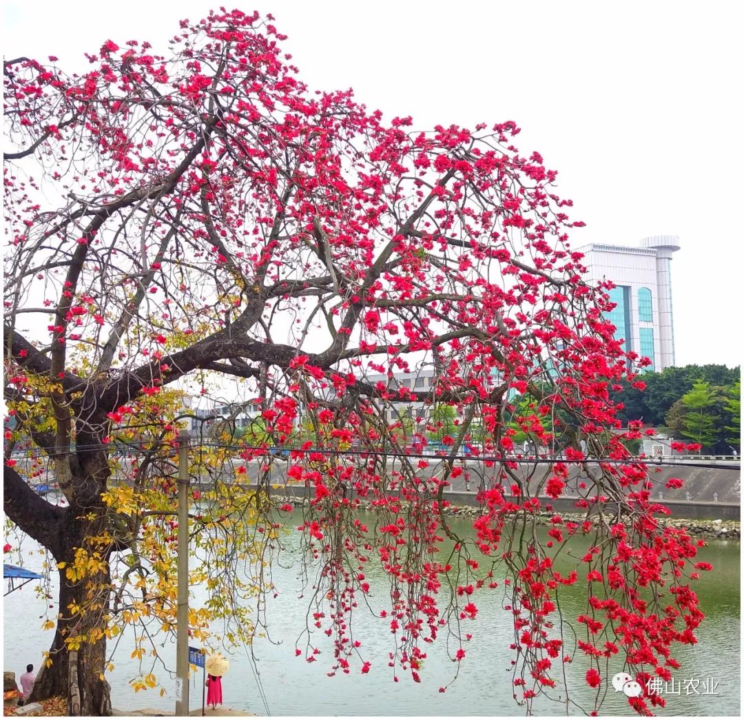 佛山顺德区赏木棉花指南(地点 交通)