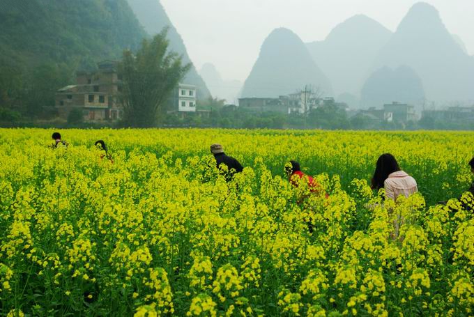 桂林阳朔观赏油菜花攻略