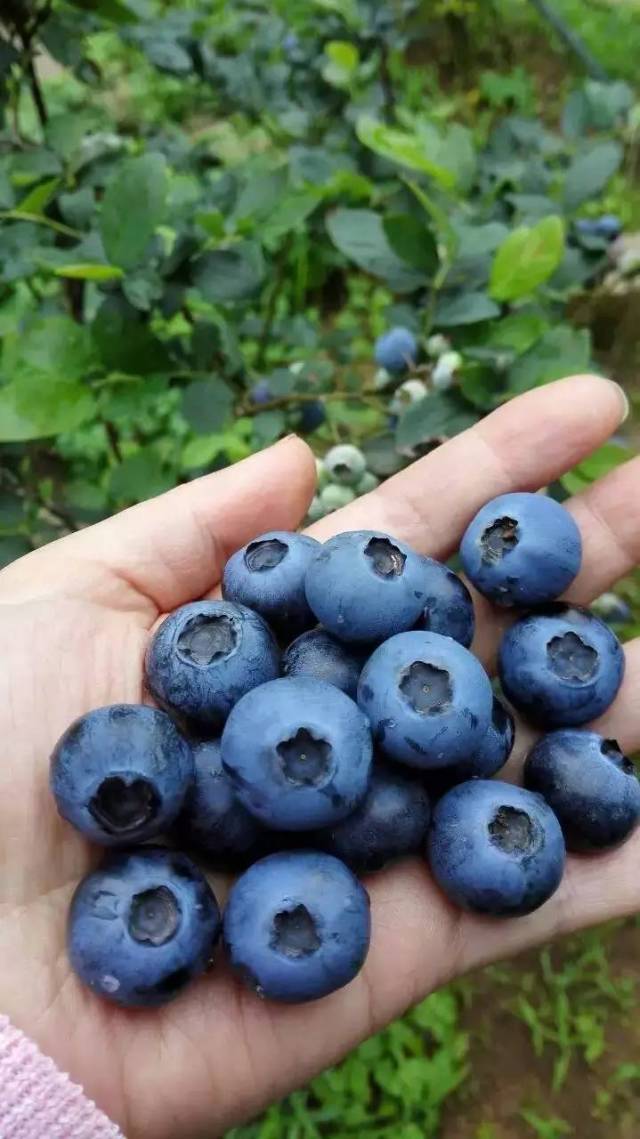 桂林奇峰镇蓝莓园是广西第一家大型蓝莓种植基地,经过5年的土壤