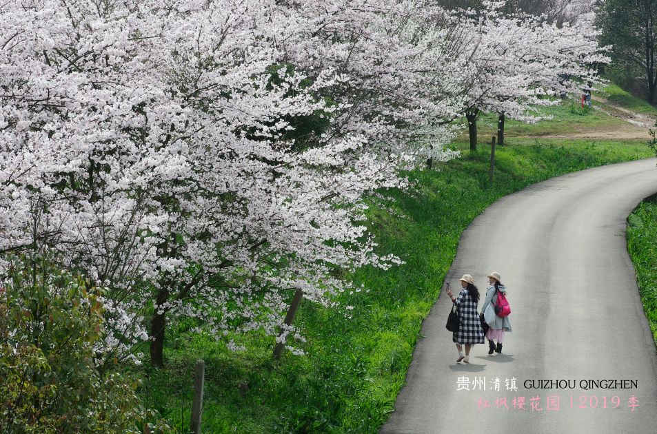 图源丨闵芳德 红枫万亩樱花园位于红枫湖畔右二村、大冲村,园区占地数十里,是贵州省最大的苗圃基地,距省城贵阳仅38公里,与国家4A级风景名胜区红枫湖比邻。贵黄公路和清镇高速两条高等级公路穿景区而过。现有樱花园、玉兰园、桃园、香樟园、山茶园和海棠园等,每到春季,举目漫山遍野花海美景尽收眼底