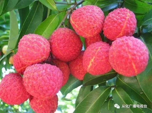 2018广州荔枝什么时候熟?广州荔枝上市时间一