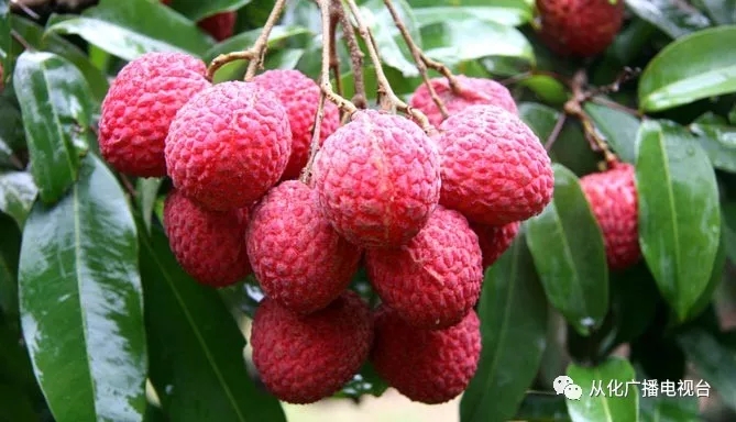 2018广州荔枝什么时候熟?广州荔枝上市时间一