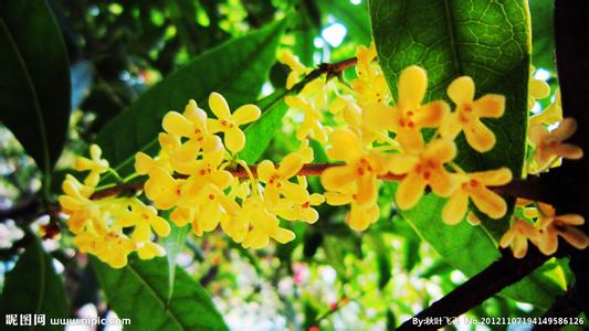 合肥秋季桂花飘香 2016合肥赏桂花攻略