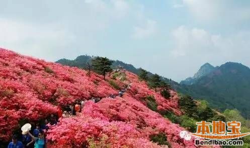 惠州踏青,赏花好去处