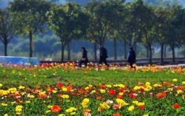 成都最佳出行地點 花舞人間虞美人花開正好