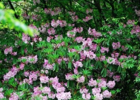龍蒼溝國家森林公園