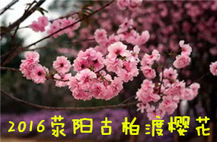 2016郑州赏花