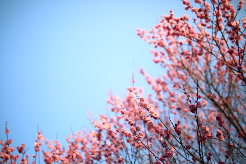 2019北京植物园桃花节