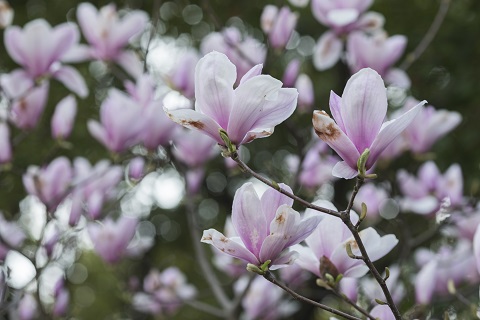 2019雕塑公园玉兰花节