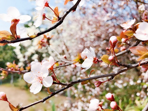 天坛公园赏花