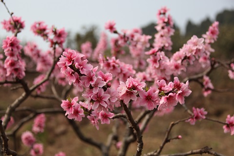 2019北京植物园第30届桃花节游园赏花攻略