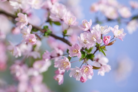 2019蓝调庄园樱花节时间地点花期及购票入口