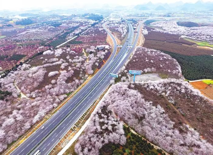 贵阳清镇右二村樱花全数盛开