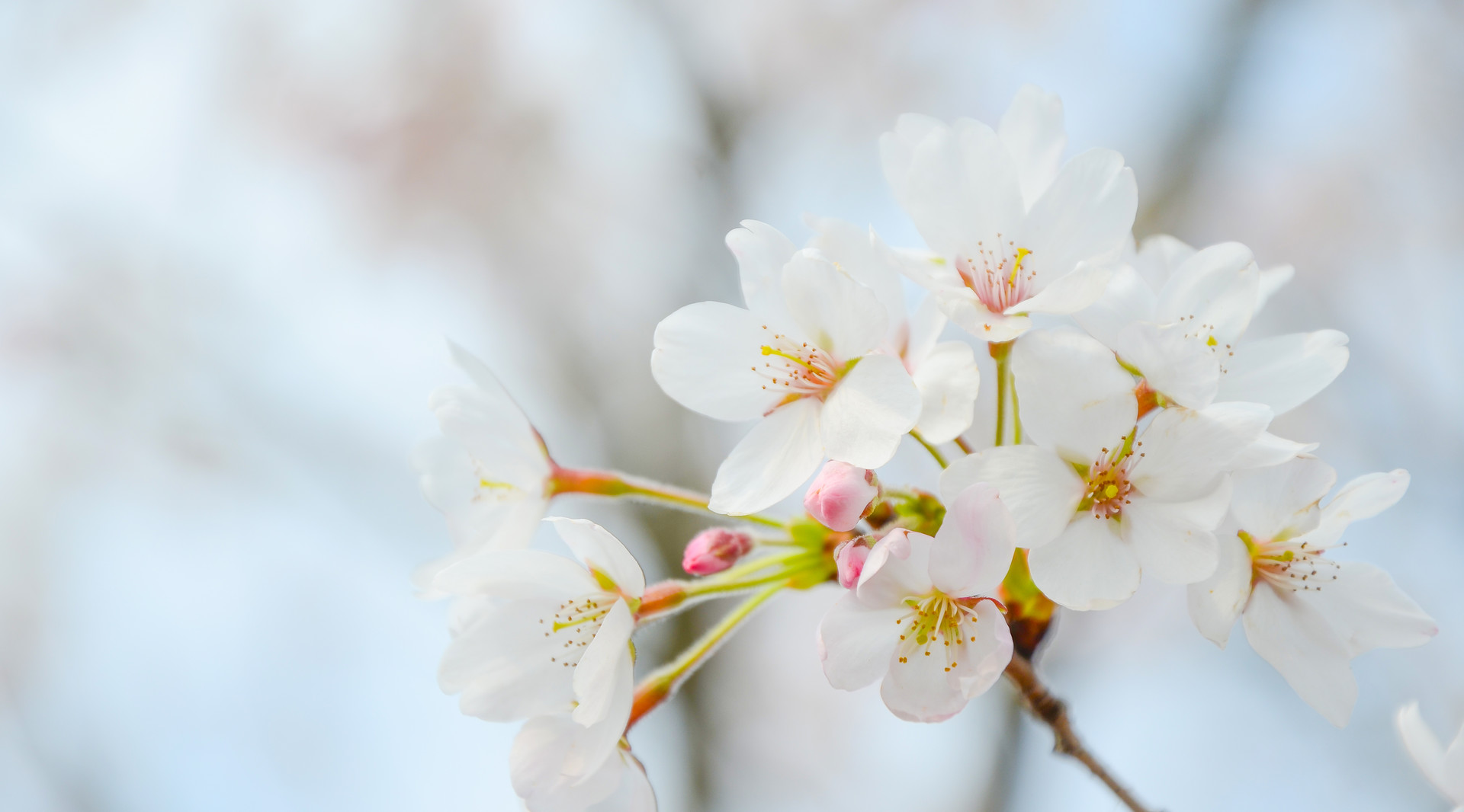 2019贵阳赏樱花好去处（地点+路线）