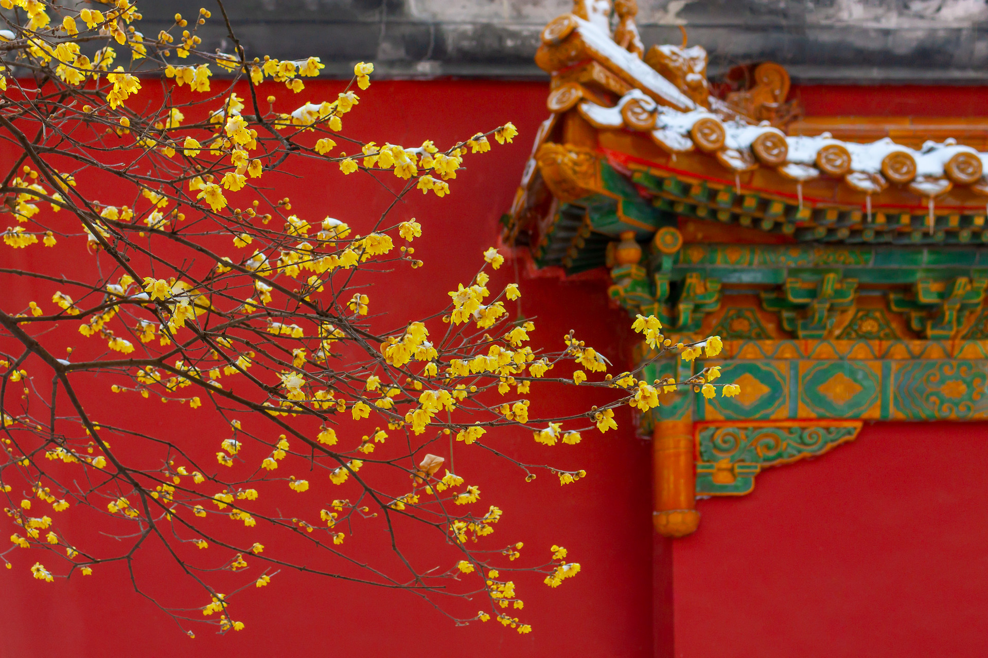 南京冬季赏花