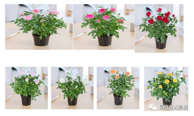 2017昆明万达影城七夕活动