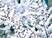 盘点南京赏雪胜地 南京看雪好去处