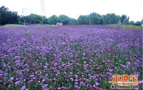 春季赏花怎么穿搭_春季赏花图片(3)