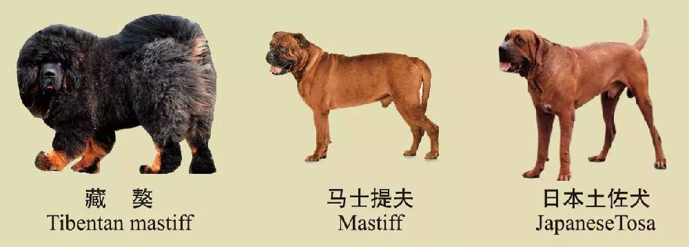区范围内(长江以南·绕城公路以内)禁止饲养以下30种烈性犬,大型犬