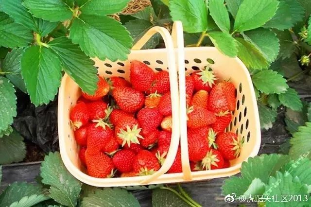 南京溧水傅家边草莓园信息一览