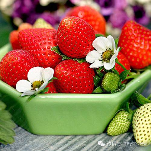 青岛春节摘草莓好去处