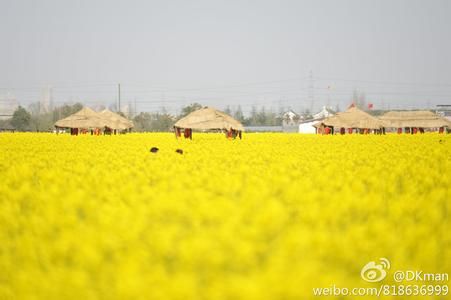 2014上海庄行菜花节时间