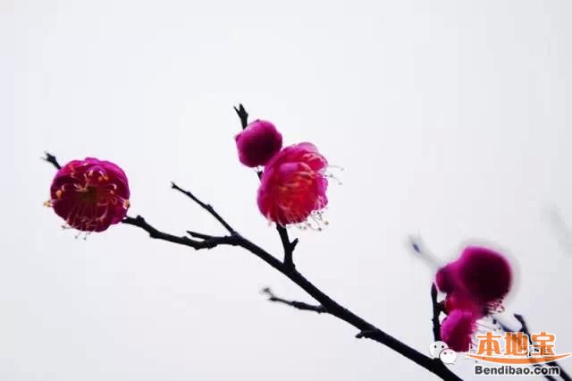冬季上海赏梅地图一览