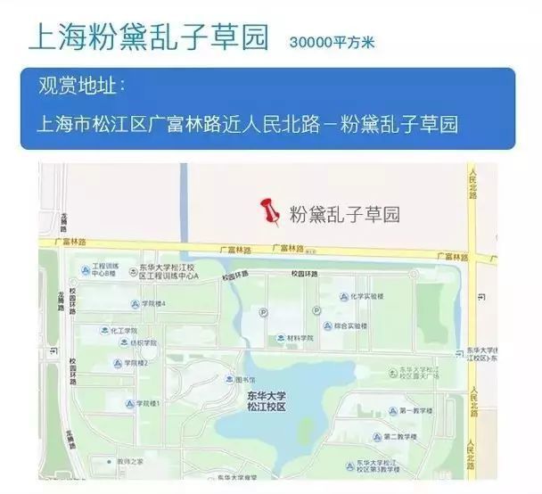 上海哪里有粉黛乱子草 魔都粉黛乱子草地图(图)