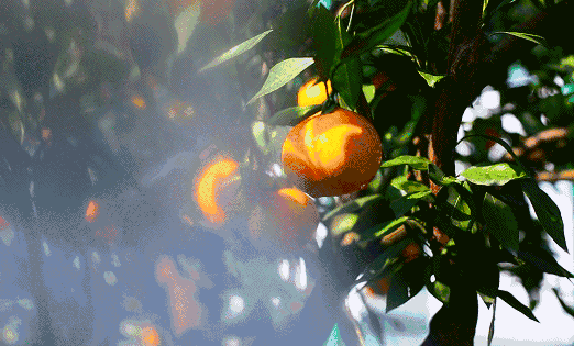 橘子红了 | 上海周边橘子采摘胜地