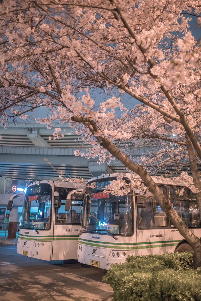 上海南浦大桥公交站樱花