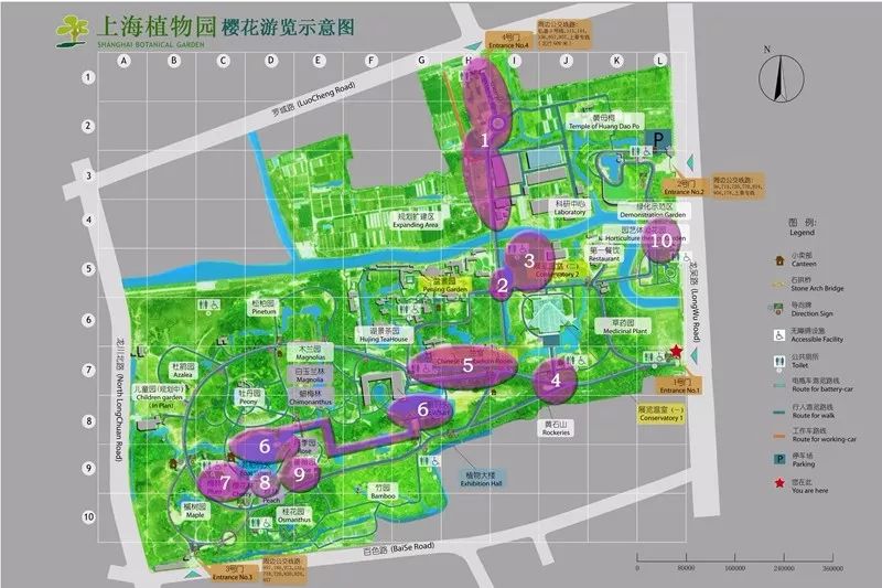 2018年上海植物园赏樱攻略 (樱花景点 路线)