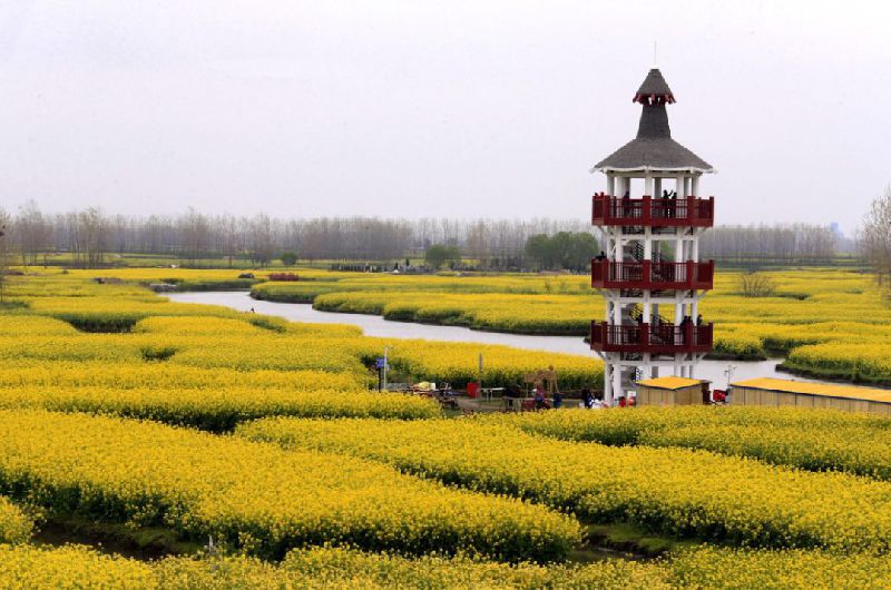 看花游玩攻略,看花游玩攻略大全