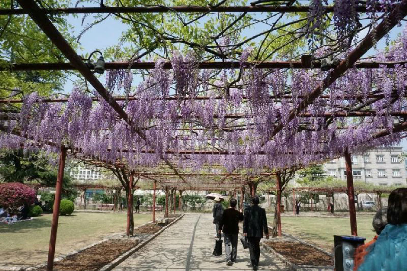 2018嘉定紫藤园赏花游玩攻略 | 花期 门票 交通