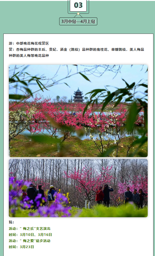 2019第五届上海梅花节2月5日开幕 4万株梅花争奇斗艳
