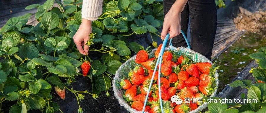 上海各区草莓采摘地全指南 (图)