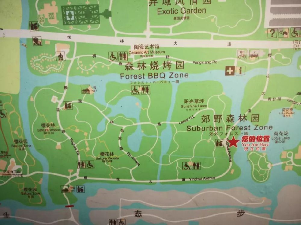 上海顾村公园蜡梅进入盛花期 分布广福桥腊梅路一带